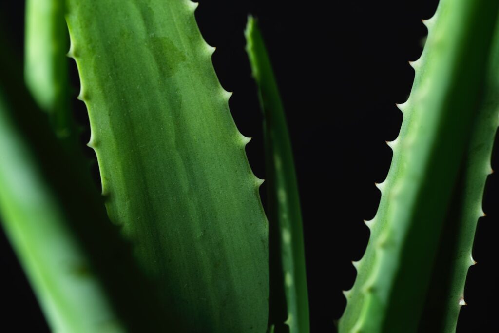 Aloe closeup